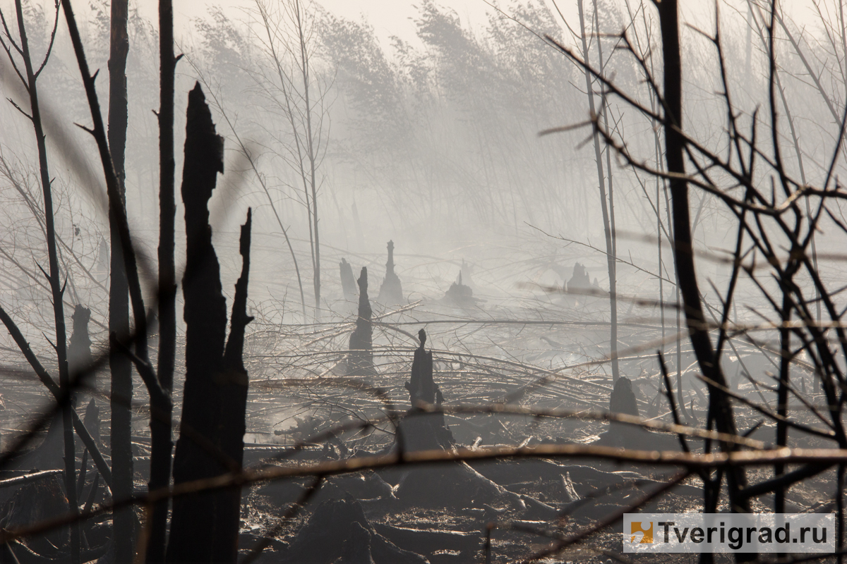 За четыре месяца в Тверской области произошло свыше 770 ландшафтных пожаров