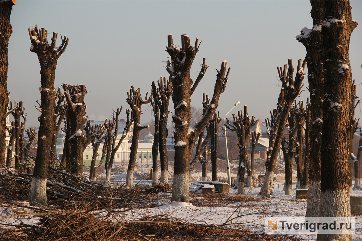 В Тверской области райадминистрация игнорировала опил аварийных деревьев