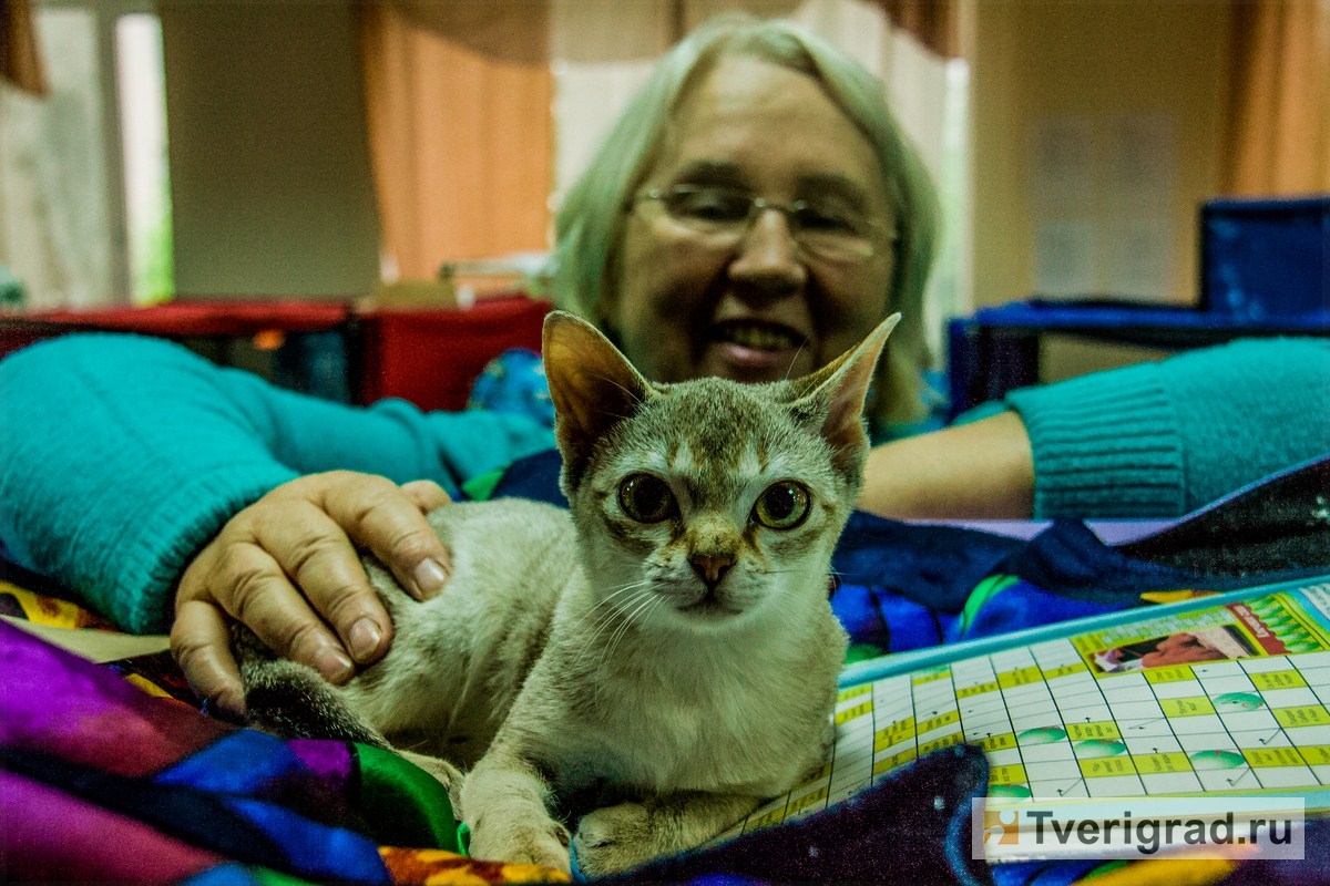 Жители Твери увидят редкие породы кошек