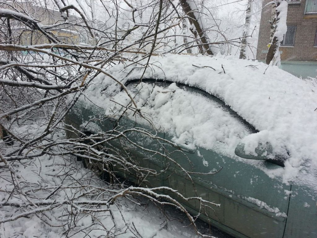 В Твери упавшее дерево задело припаркованный автомобиль | Твериград