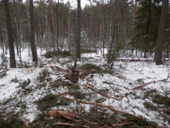 В Тверской области задержали троих "черных лесорубов"