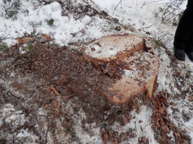 В Тверской области задержали троих "черных лесорубов"