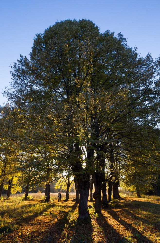 Лубенькино