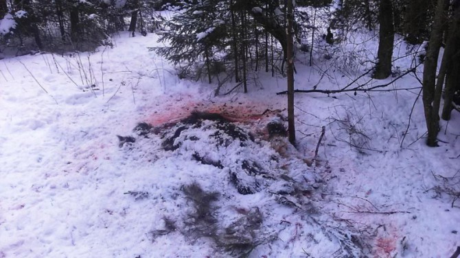 В Рамешковском районе поймали браконьера