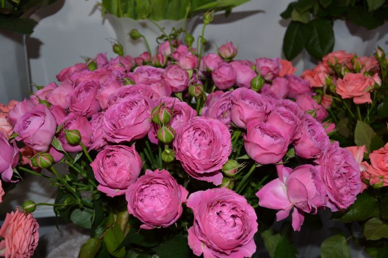 Распродажа цветов на 1 сентября от бренда «СадОК»