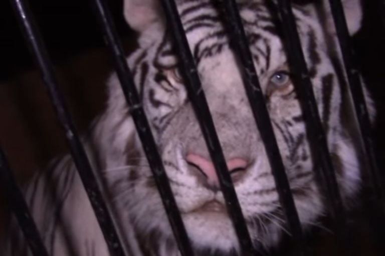 Белые тигры, брошенные под Оренбургом после ДТП, спасены