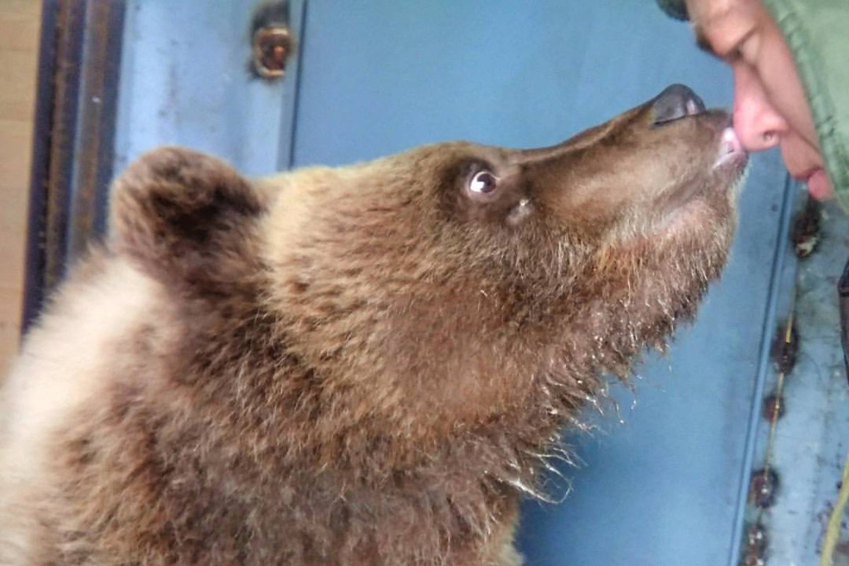 На аэродроме в Тверской области медвежонок Мансур вышел из зимней спячки и начал читать книги