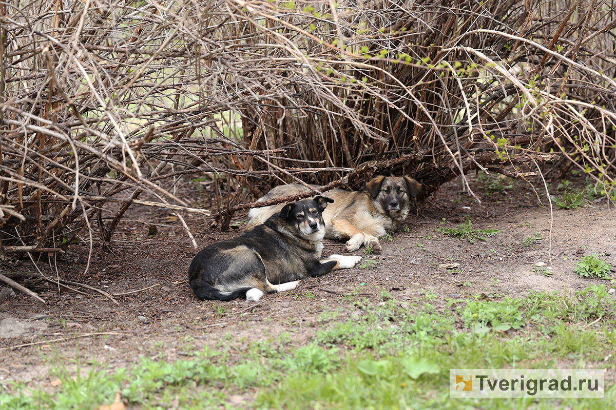 Тверские ветеринары взялись за проблему бездомных животных: бродячих собак и кошек будут бесплатно стерилизовать