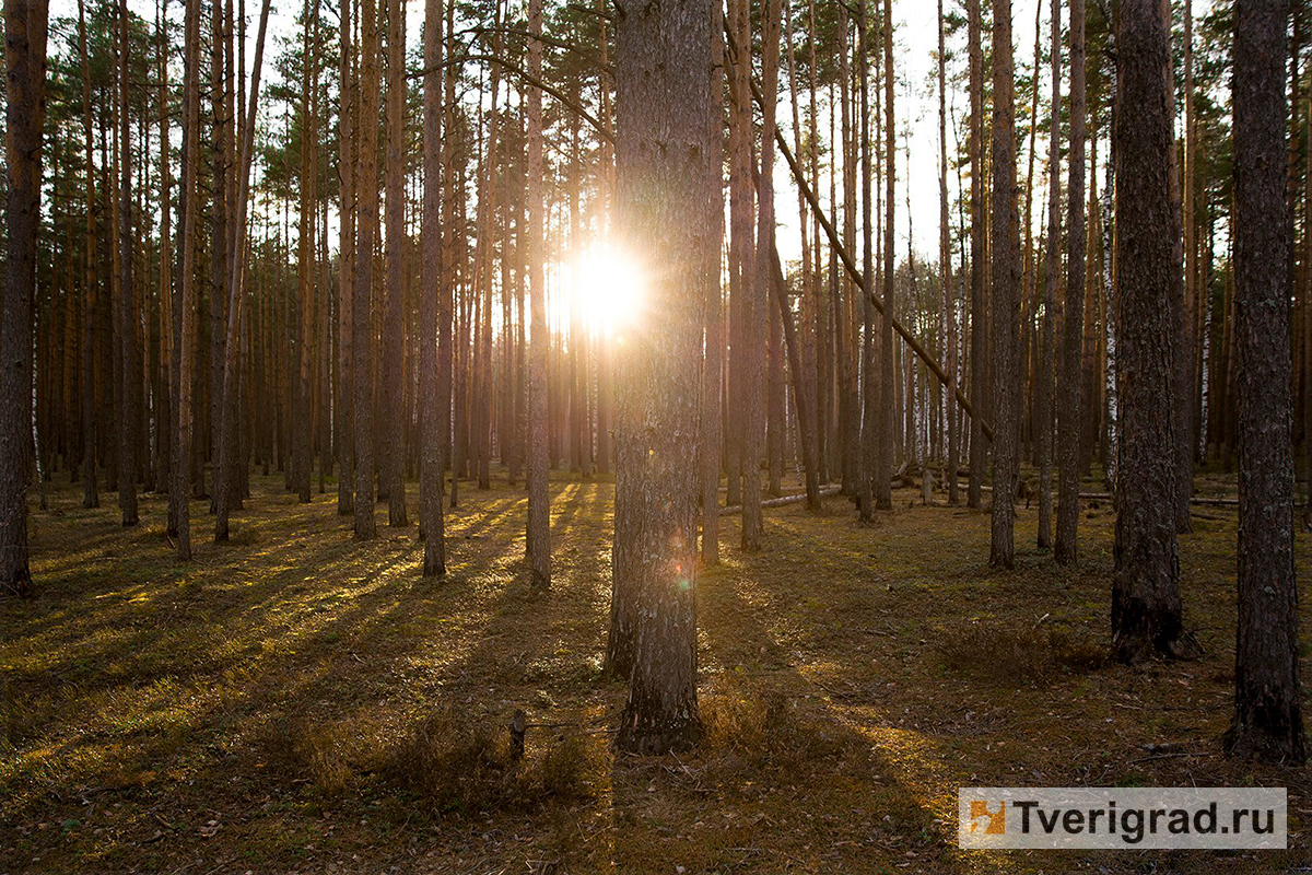 Ещё в двух районах Тверской области запретили ходить в леса