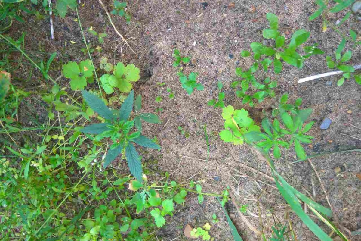 Житель Тверской области вырастил на своем участке более 90 кустов конопли