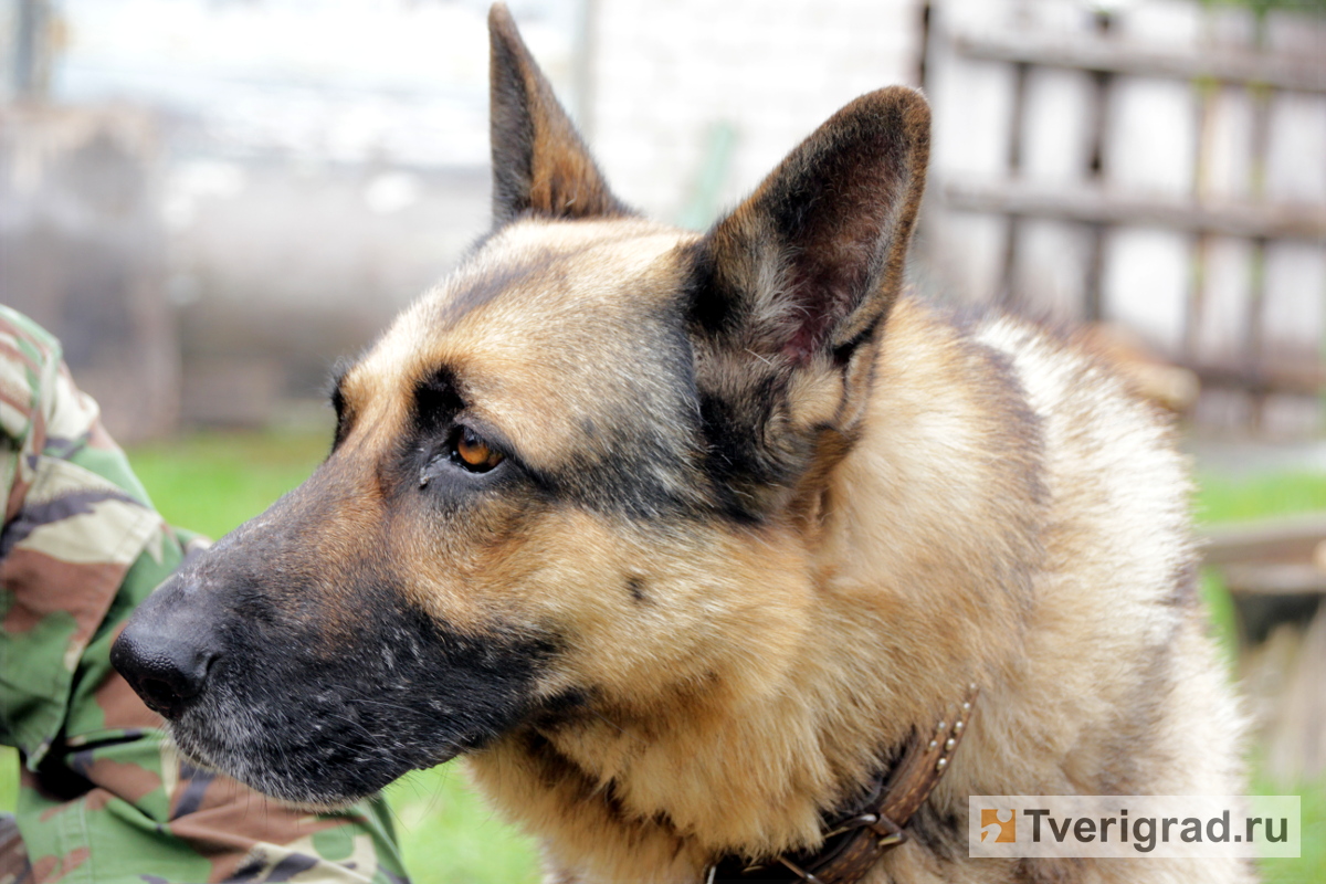 В Твери служебная собака помогла задержать грабителя