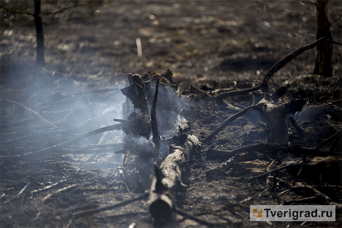 Лесная подстилка загорелась в Тверской области