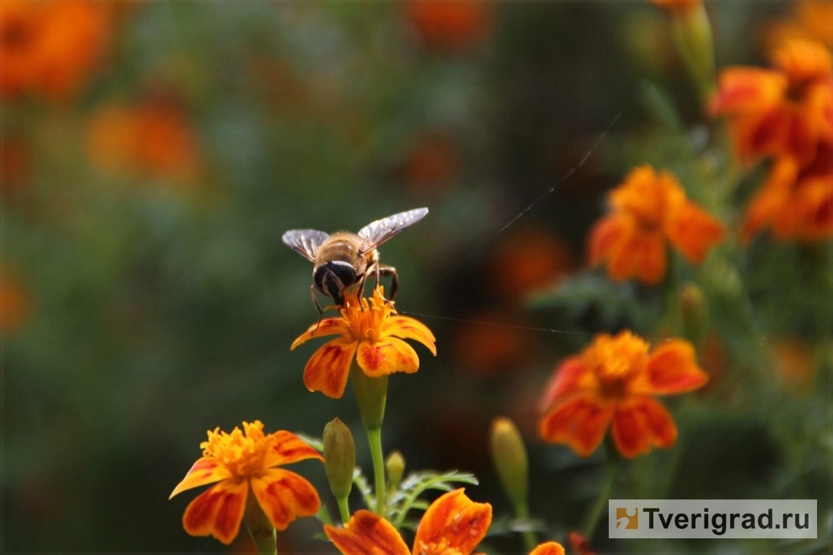 Из-за грибка-паразита в Тверской области гибнут пчёлы