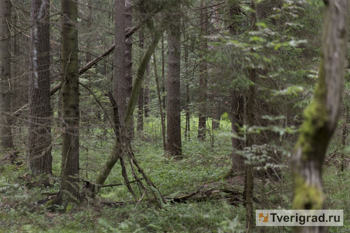 В Тверской области полицейский задержали «черного лесоруба», спилившего ели