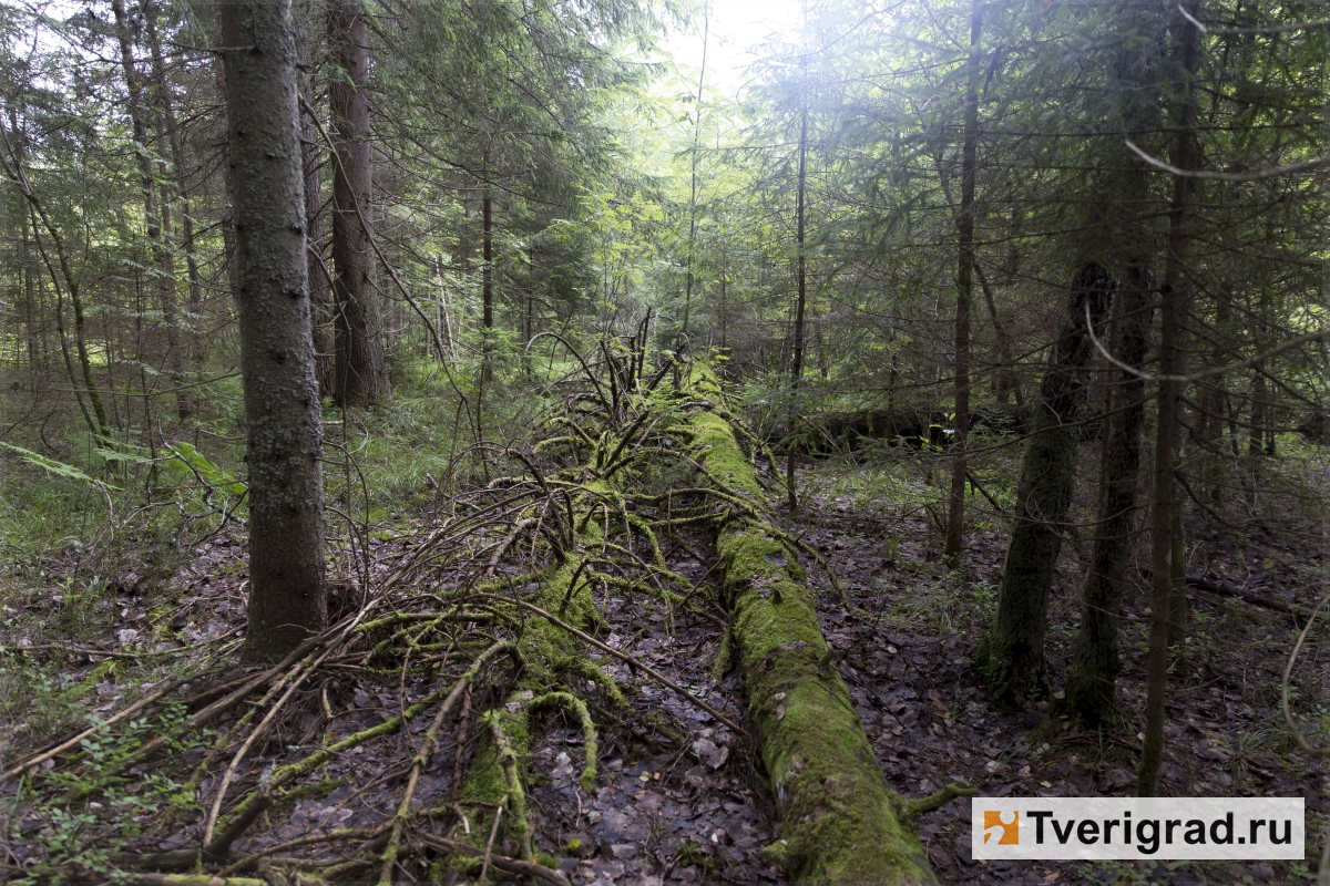 В Тверской области площадь особо охраняемых природных территорий увеличилась на 2,6 тыс. гектаров