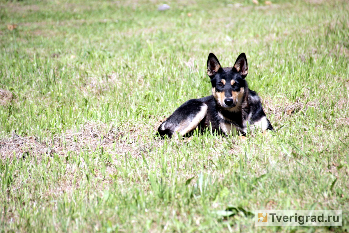 Жителям Твери запрещают свободно выгуливать собак в Бобачевской роще