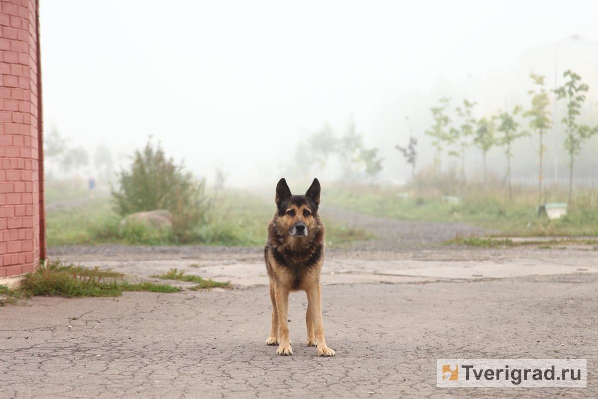 На дороге в Тверской области нашли труп бешеной собаки