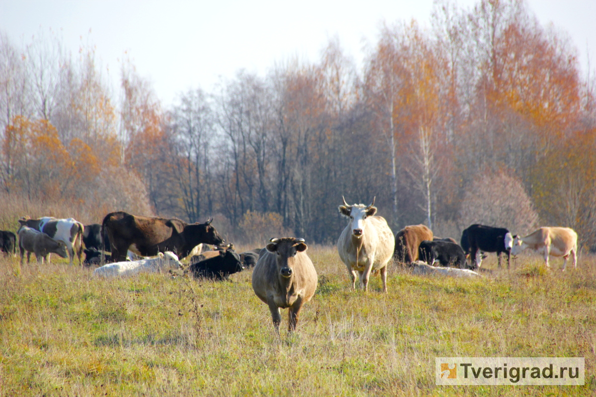Аграрии Тверской области ведут заготовку кормов для животноводства