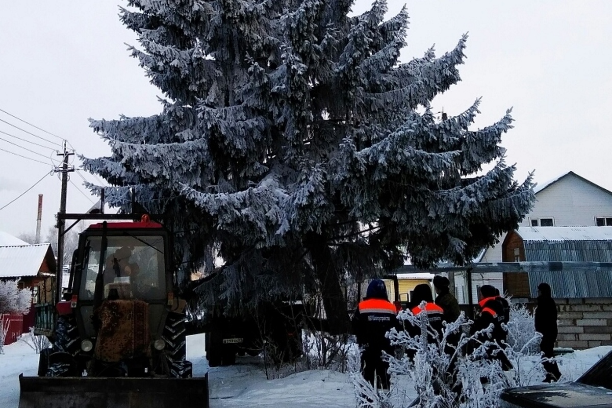 Новогодний «подарок»: в Кашине чиновники срубили столетнюю ель и поставили ее на главной площади города