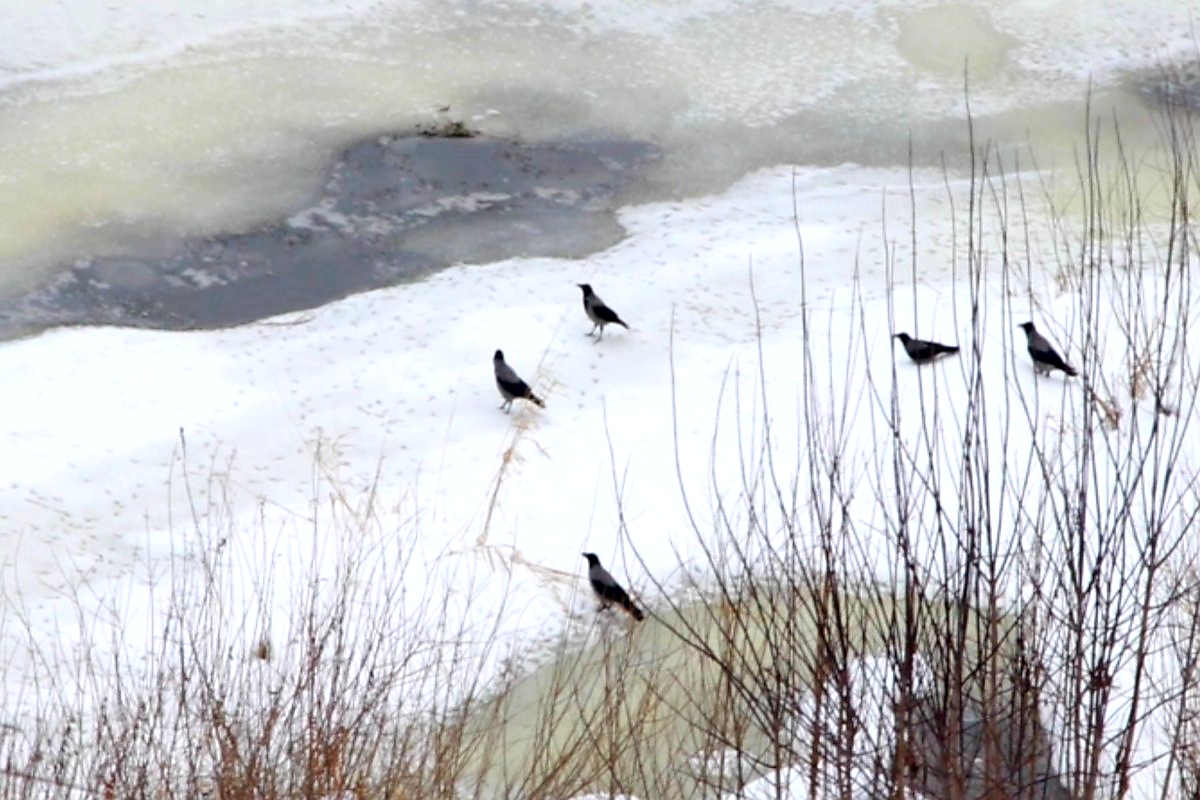 Торжокские вороны облюбовали огромные промоины на реке  Тверце