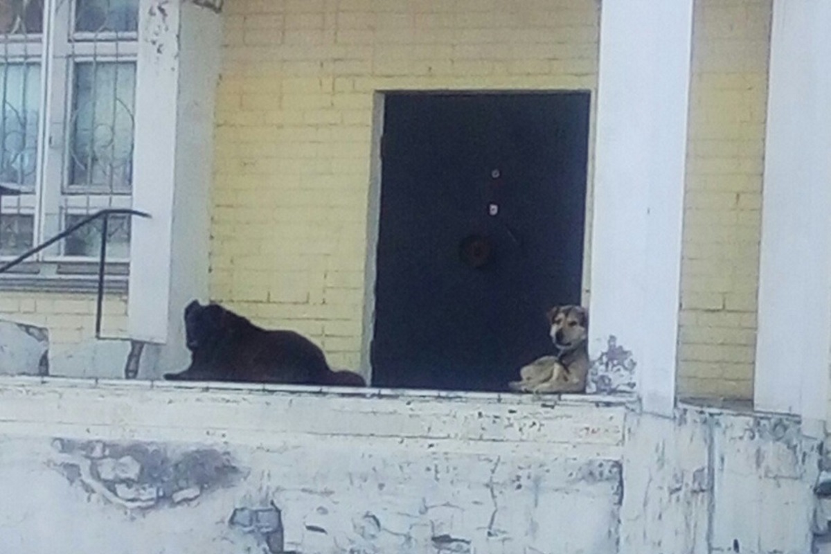 В Твери на территории школы в Затверечье появилась стая бродячих собак