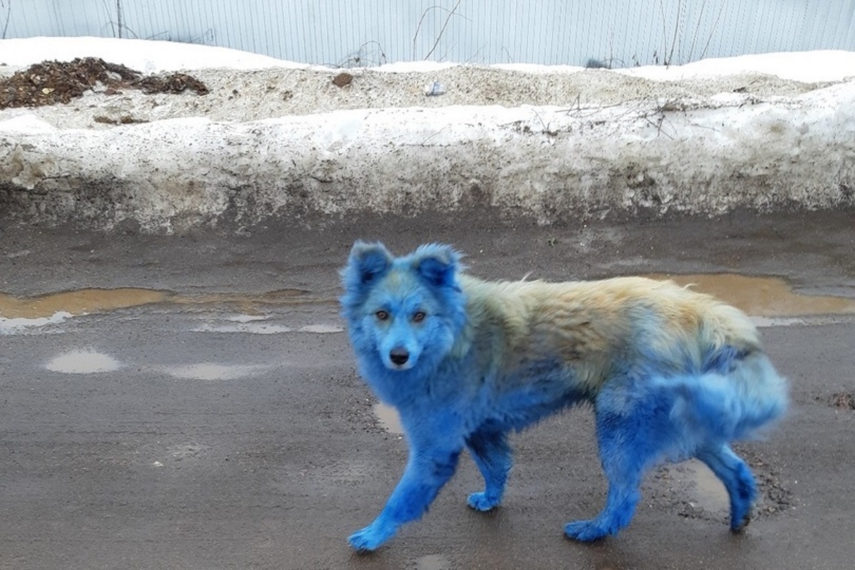 Стало известно, откуда в Тверской области появились синие собаки