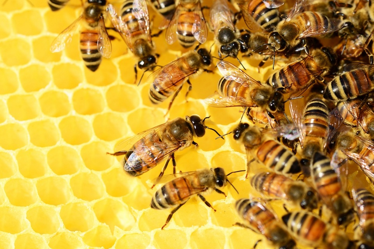 По Тверской области гуляет опасное заболевание пчёл - варроатоз
