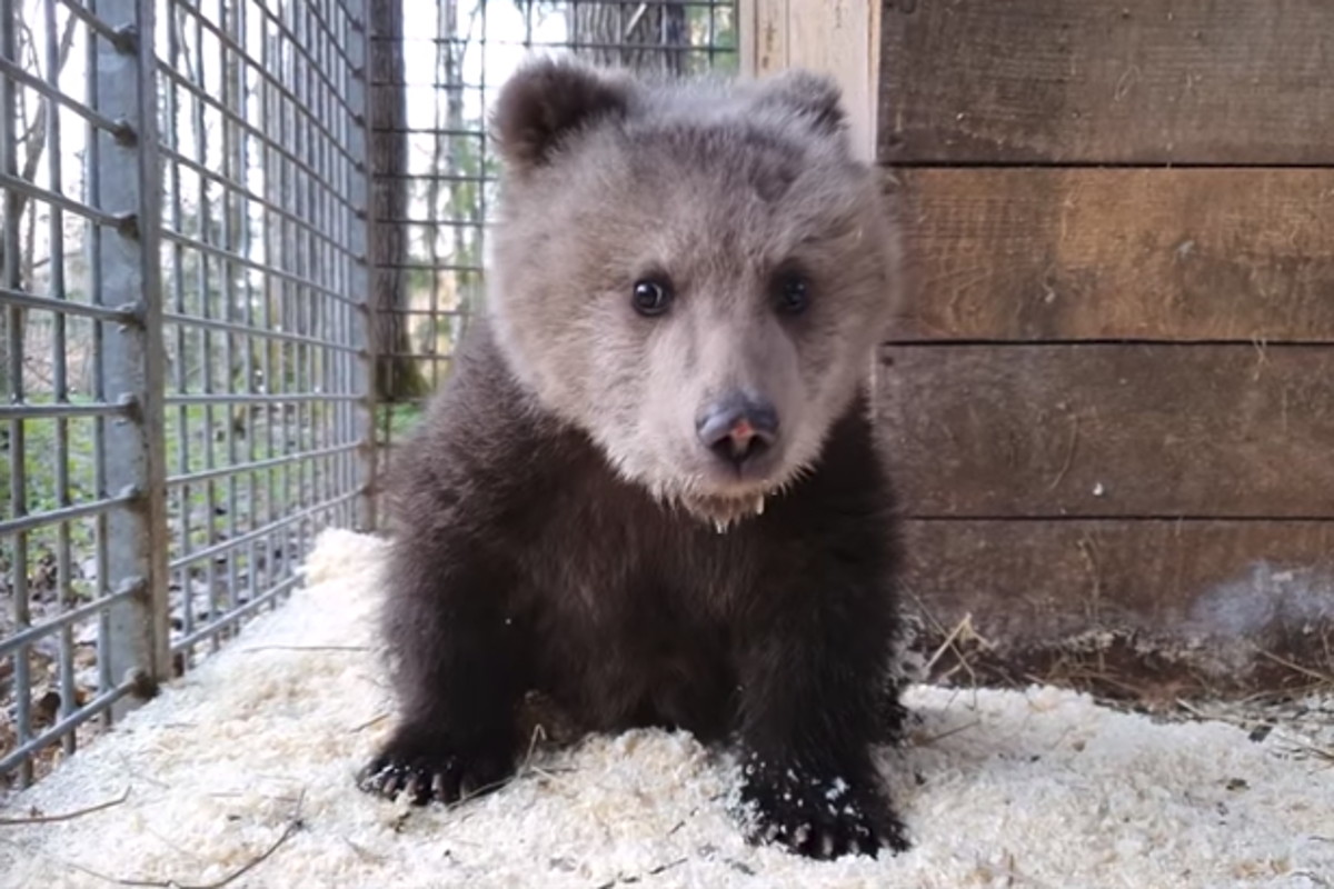 В Тверской области откармливают медвежонка-сироту