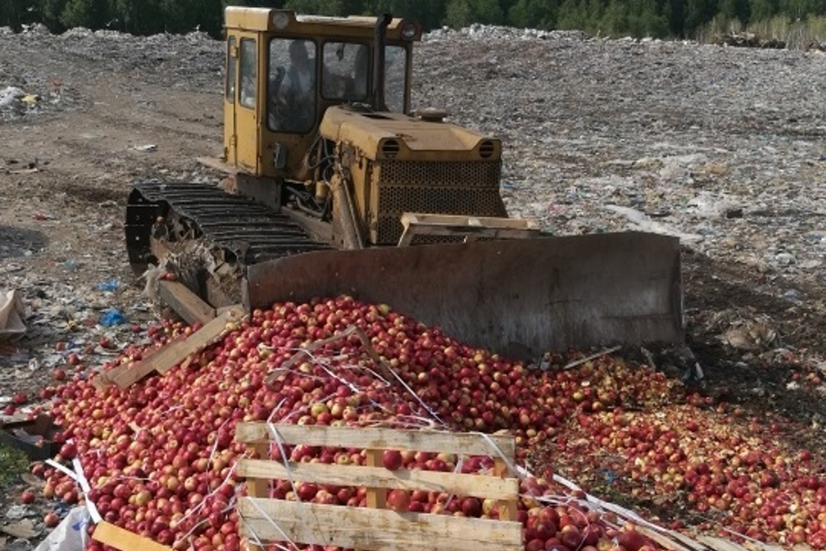 На полигоне в Тверской области раздавили 25 тонн санкционных яблок
