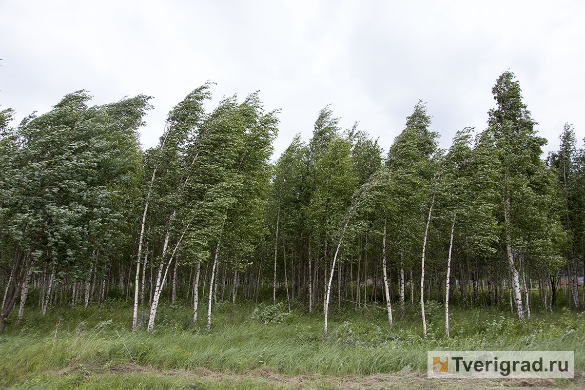 В Тверской области из-за ветра объявили «жёлтый» уровень погодной опасности