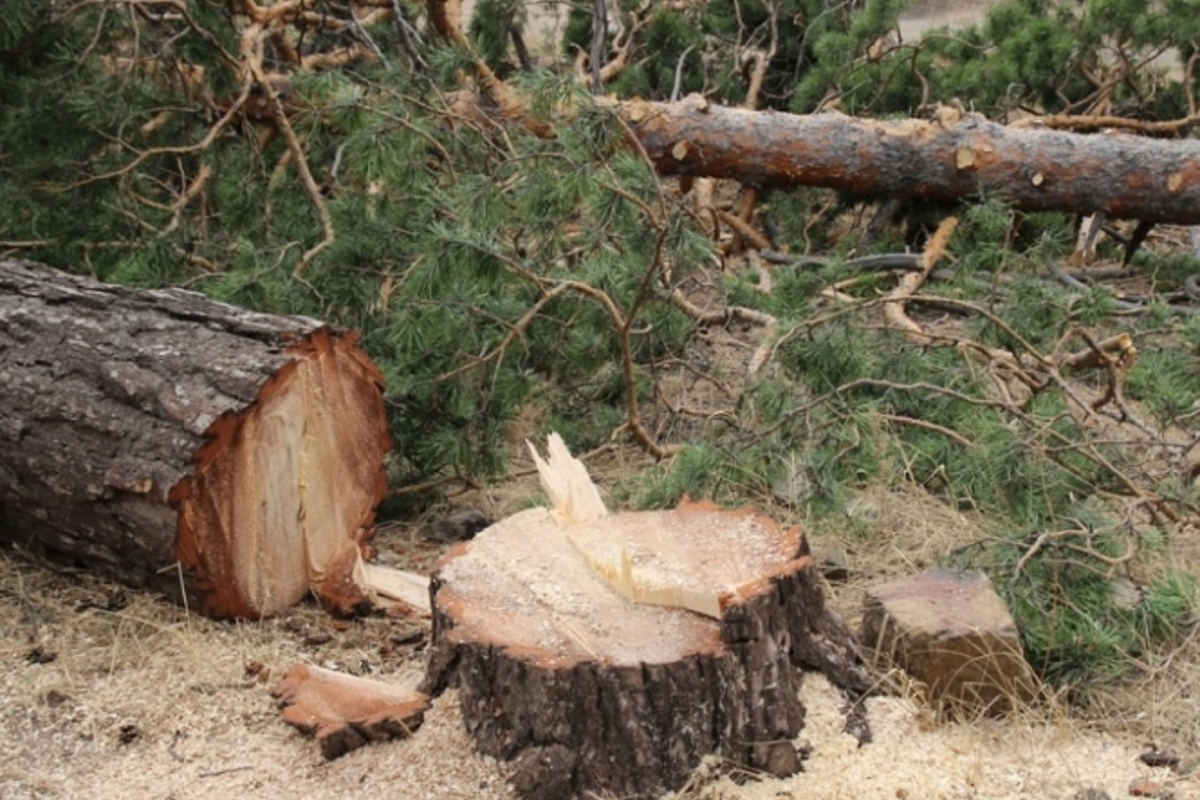Тверские полицейские поймали лесоруба, незаконно спилившего деревьев на 250 тысяч рублей