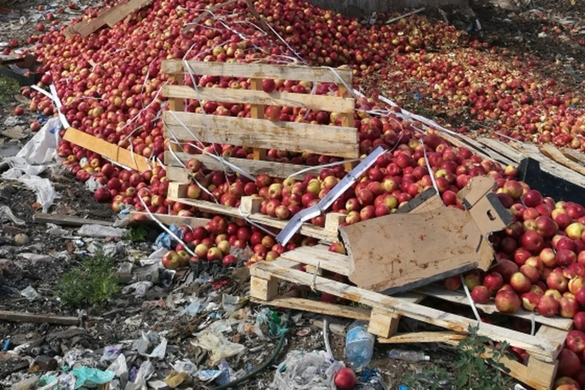 В Тверской области раздавили 33 тонны яблок и груш