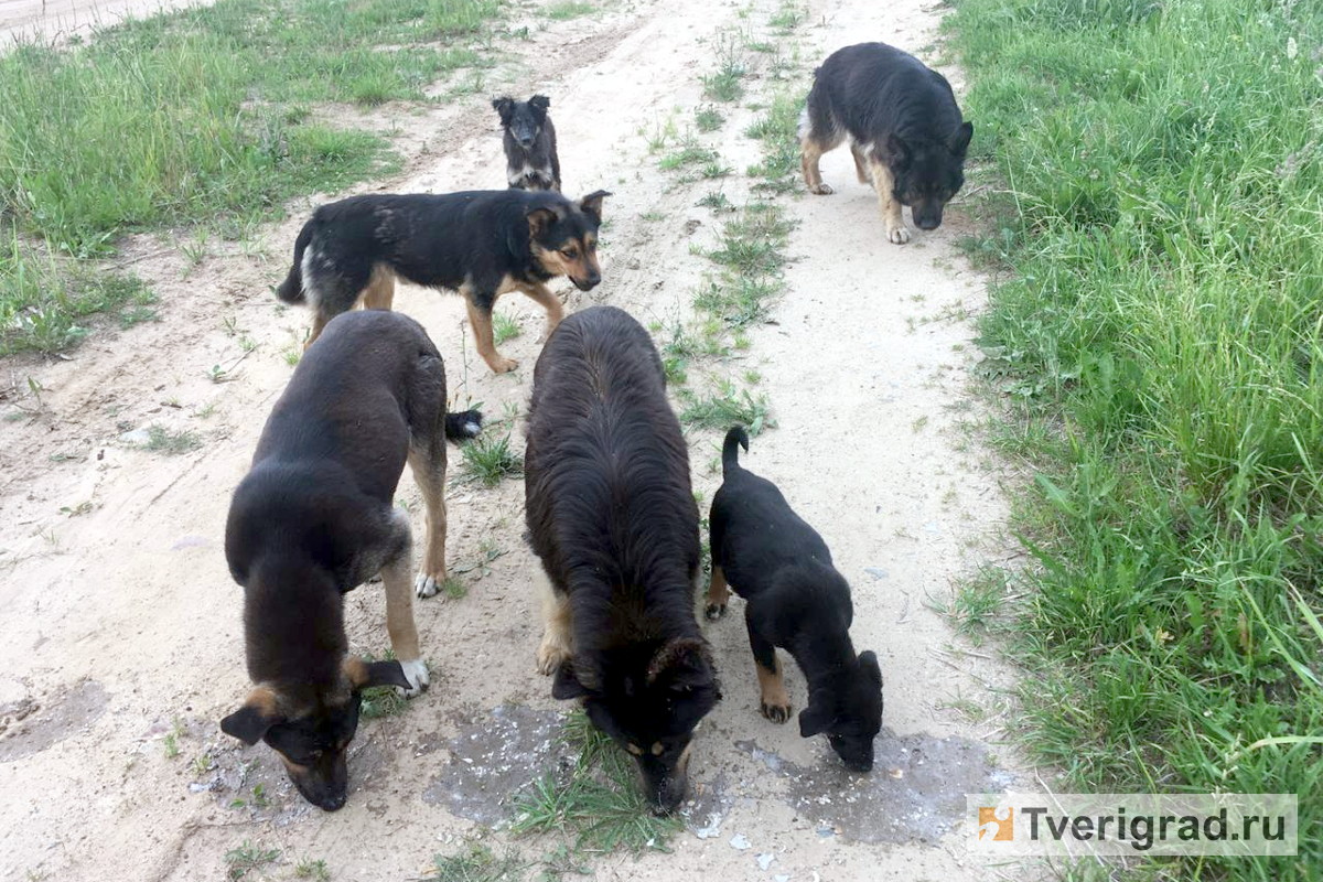 Городские хищники: как в Твери будут решать острую проблему с бездомными собаками