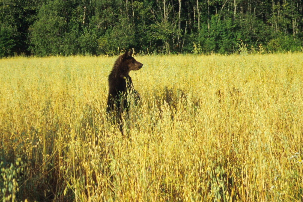 Жителям Тверской области предлагают отдохнуть рядом с медведями
