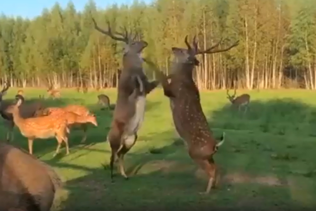 В Тверской области на видео сняли драку оленей, которые устроили разборку из-за самок, стоя на задних ногах
