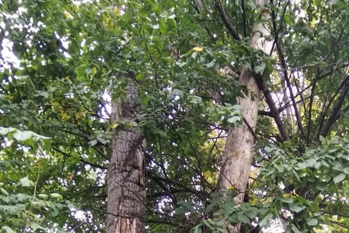 Жители Твери боятся, что скоро деревья упадут на детей