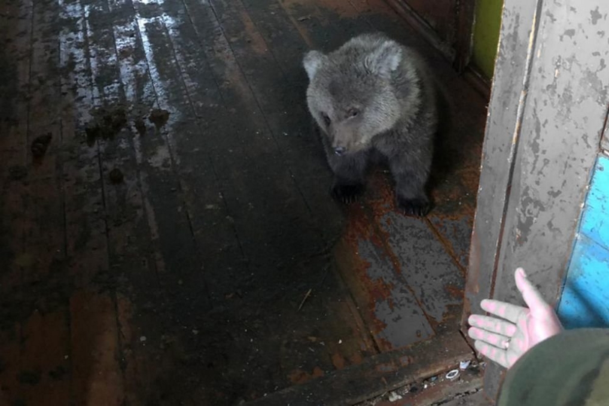В Тверскую область привезут истощённого медвежонка, которого держали на привязи в Мурманске