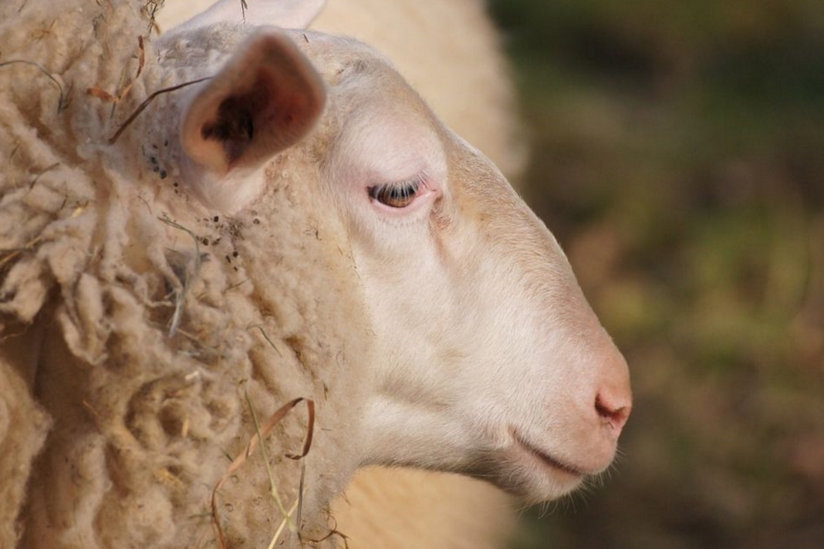 В Тверской области у овец выявлено смертельное вирусное заболевание Меди-Висна