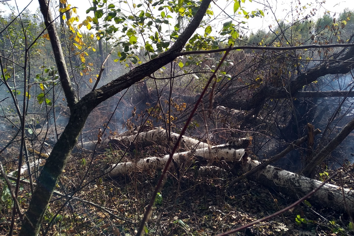 В Тверской области добровольцы обнаружили горящий торф