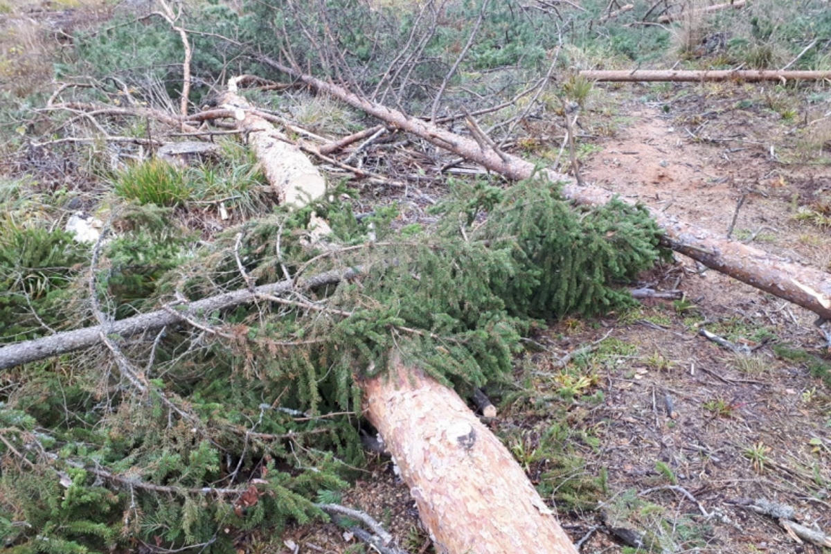 «Чёрный лесоруб» из Осташкова нарубил деревьев почти на 700 тысяч рублей