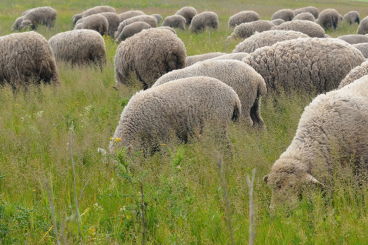 В Тверской области из-за вспышки оспы овец введён карантин