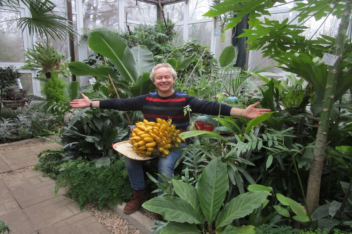 Тверской ботанический сад пригласил любителей бананов на дегустацию