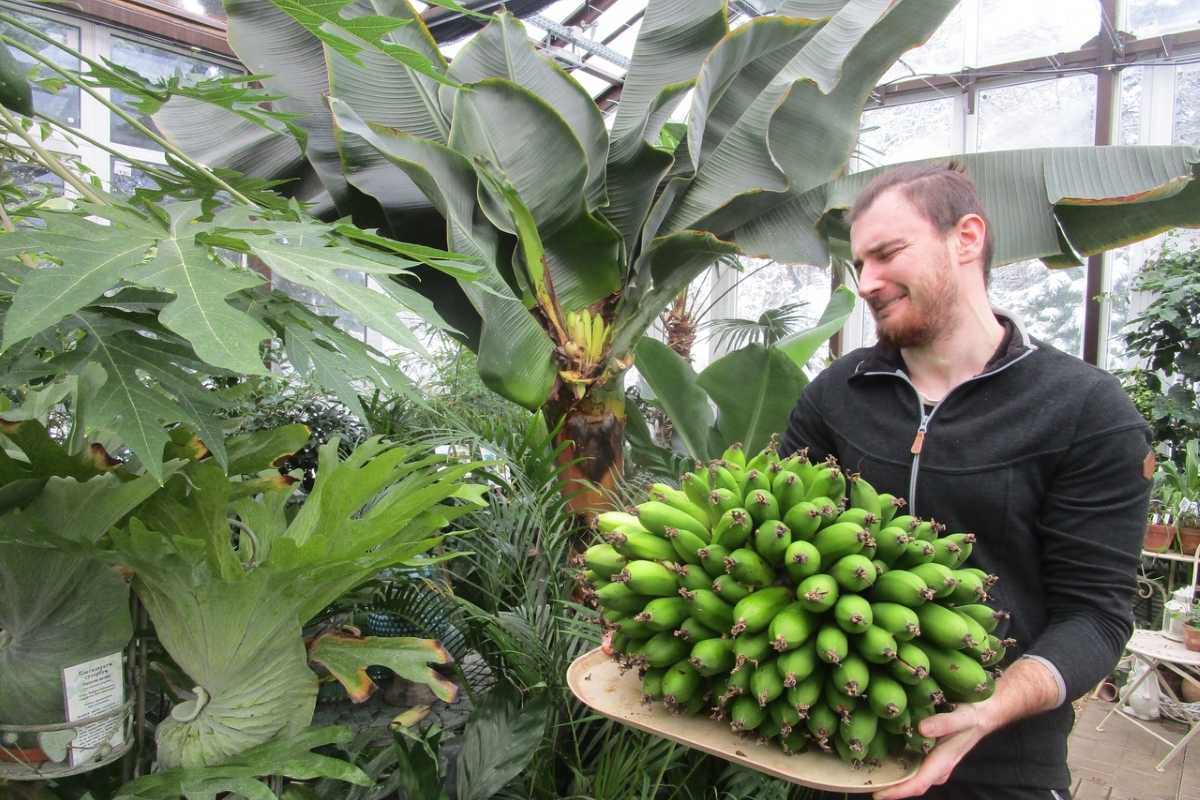 В Тверском Ботаническом саду вырастили гроздь бананов весом в несколько десятков килограммов