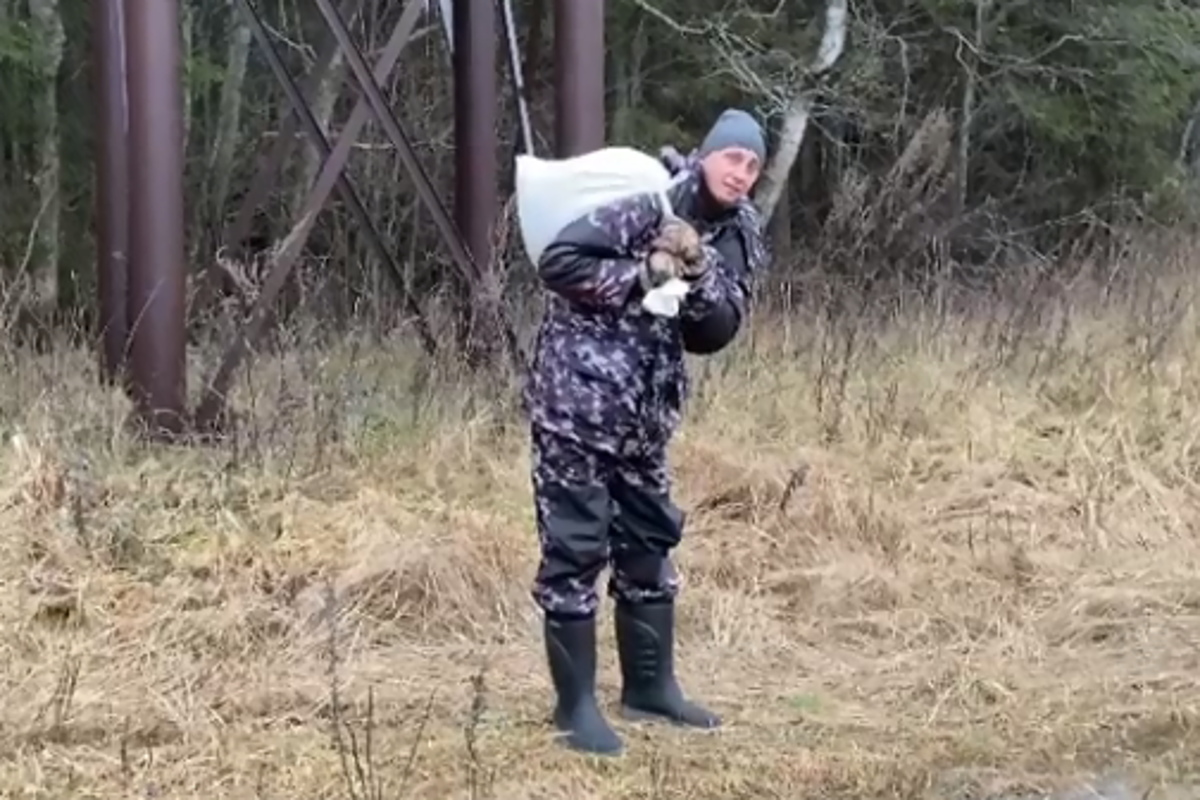 Юморист Вадим Галыгин приехал в Тверскую область и накрыл «новогодний стол» для кабанов