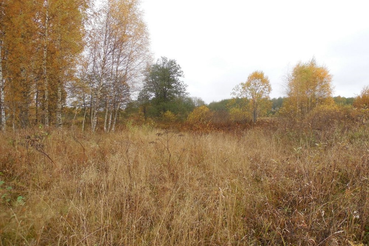 В одном из районов Тверской области продолжают зарастать деревьями и сорняками 156 гектаров сельхозугодий