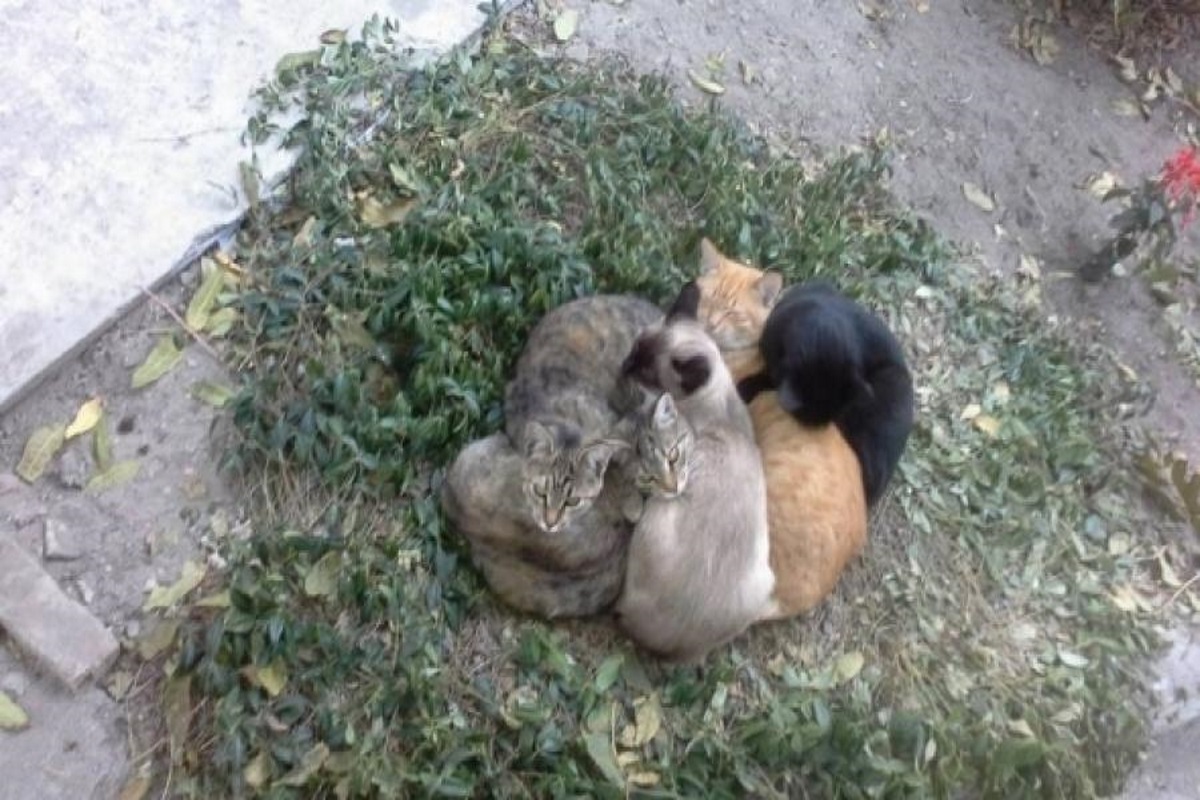 В Ржеве нелюди массово убивают кошек: животных травят ядом