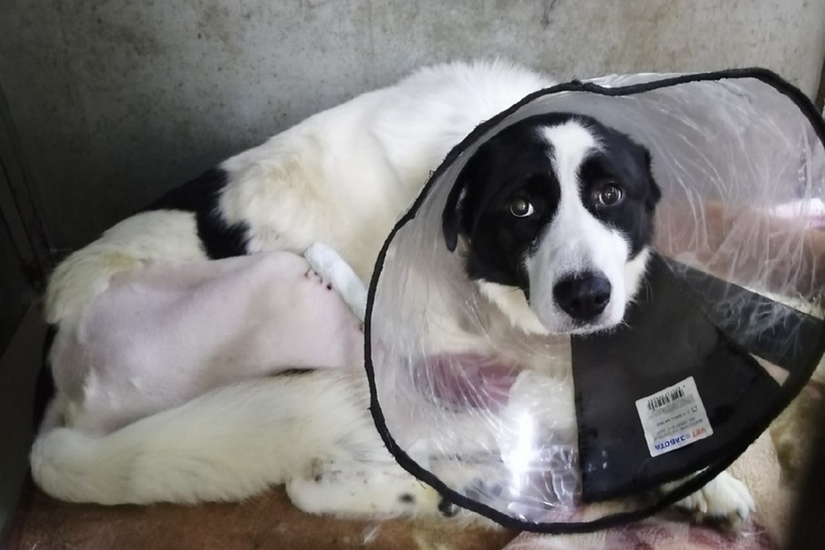 В Твери пёс по кличке Бакс чудом выжил после аварии, теперь ему ищут хозяев