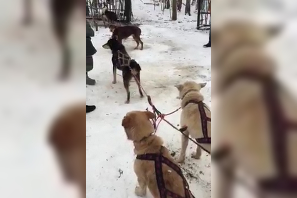 Депутат Госдумы пообещал закрыть хаски-парк, где на видео сняли замученных собак из Тверской области