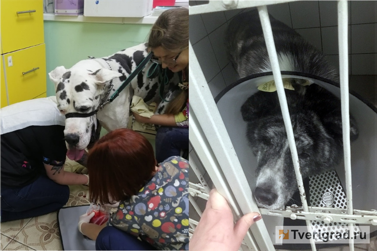В Твери дог стал донором, отдав свою кровь собаке японской породы акита