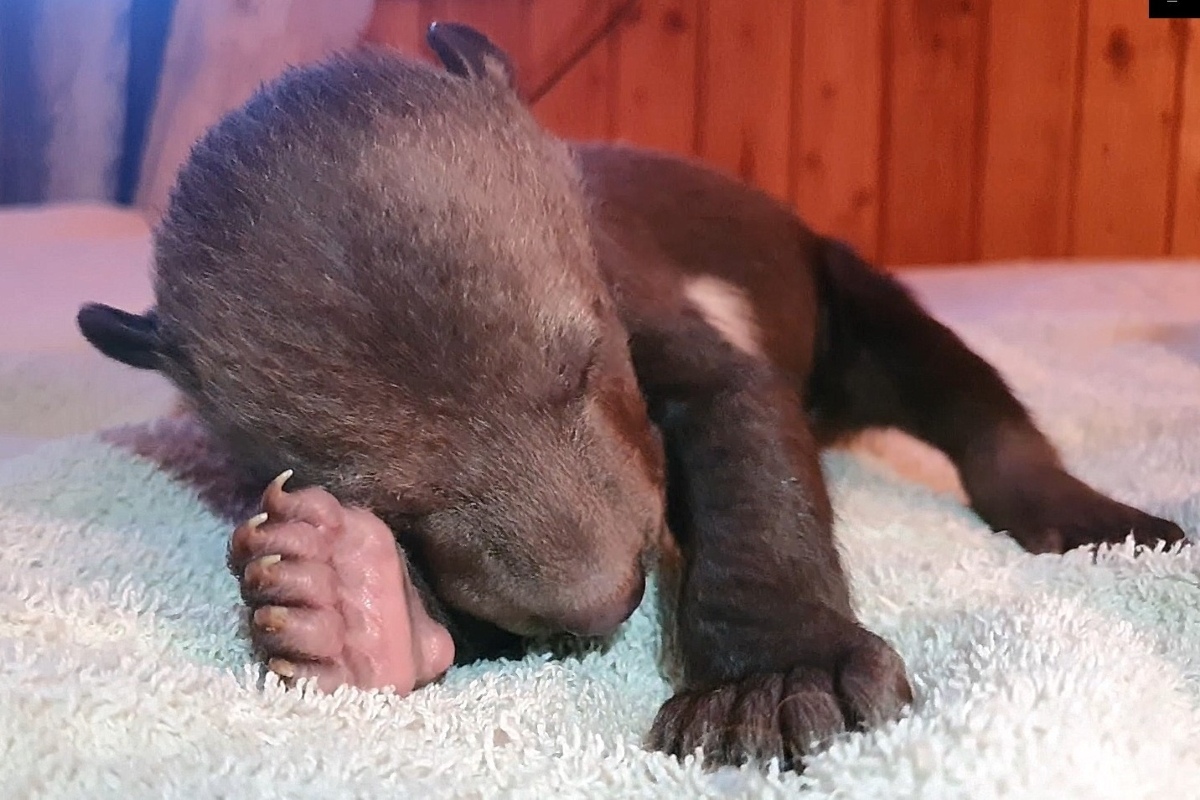 В Тверской области опасаются за жизнь медвежат, спасенных из затопленной берлоги